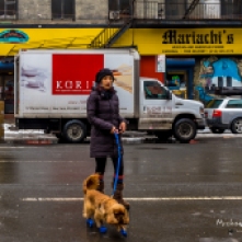 NYC Dog Walking